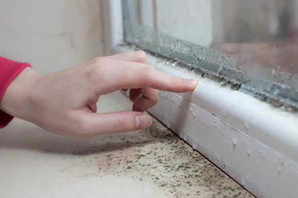 Best Emergency Mold Remediation  in Brighton, CO